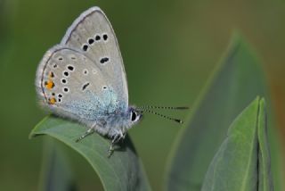 okgzl Gzel Mavi (Polyommatus bellis)