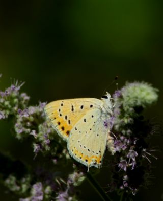 Anadolu Ate Gzeli (Lycaena asabinus)