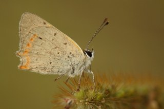 Benekli Bakr Gzeli (Lycaena phlaeas)