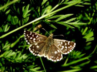 Ebegmeci Zpzp (Pyrgus malvae)