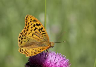 Bahadr (Argynnis pandora)