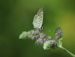 sli Bakr Gzeli (Lycaena tityrus)
