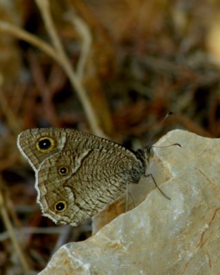 Beyaz Bandl Karamelek (Hipparchia parisatis)