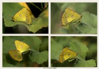 Sar Azamet (Colias croceus)