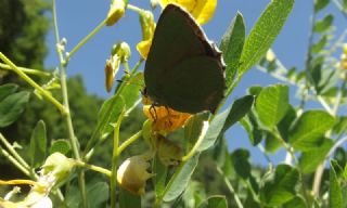 Zmrt (Callophrys rubi)