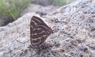 eytanck (Cigaritis acamas)