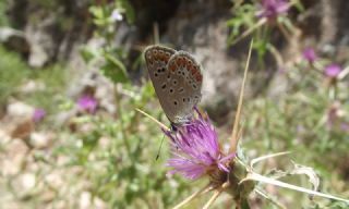 okgzl Mavi (Polyommatus icarus)