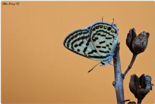 Balkan Kaplan (Tarucus balkanicus)