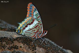 ift Kuyruklu Paa (Charaxes jasius )