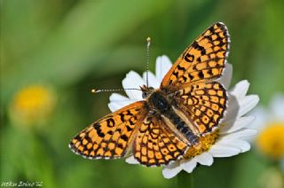 parhan (Melitaea cinxia)