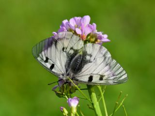 Dumanl Apollo (Parnassius mnemosyne)
