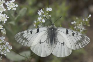 Dumanl Apollo (Parnassius mnemosyne)