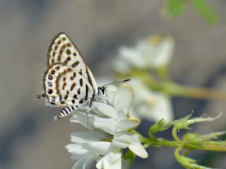 Balkan Kaplan�&nbsp;(Tarucus&nbsp;balkanicus)