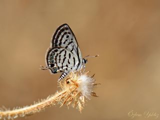 Balkan Kaplan (Tarucus balkanicus)