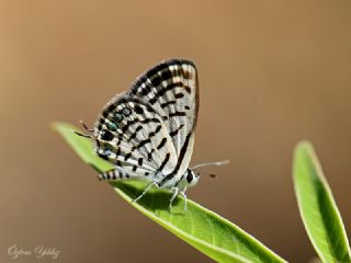 Balkan Kaplan (Tarucus balkanicus)