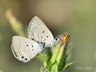 Akdeniz Mcevher Kelebei (Chilades galba)