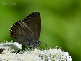 Byk Sevbeni (Satyrium ilicis)