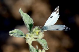 Yeni Beneklimelek (Pontia edusa)