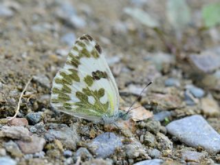 Yeni Beneklimelek (Pontia edusa)