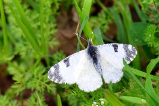 Da Oykls (Euchloe ausonia)