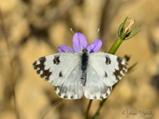 Yeni Beneklimelek (Pontia edusa)