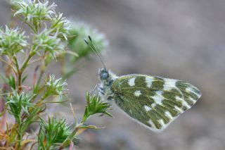 Yeni Beneklimelek (Pontia edusa)