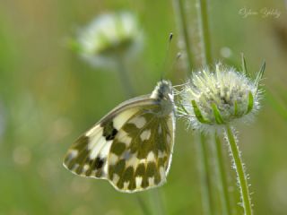 Yeni Beneklimelek (Pontia edusa)