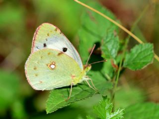 Sar Azamet (Colias croceus)
