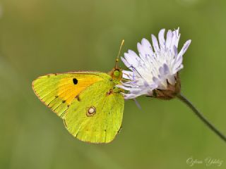 Sar Azamet (Colias croceus)
