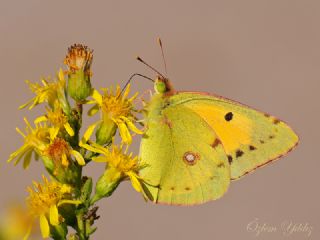 Sar Azamet (Colias croceus)