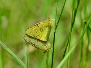 Sar Azamet (Colias croceus)