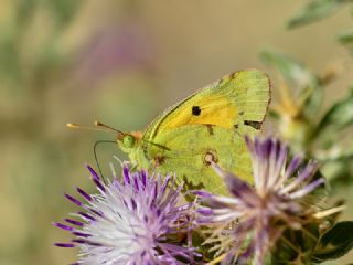 Sar� Azamet&nbsp;(Colias&nbsp;croceus)