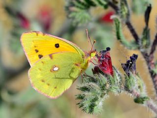 Sarı Azamet (Colias croceus)