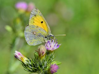 Sar Azamet (Colias croceus)