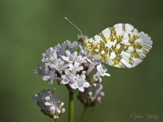 Turuncu Ssl (Anthocharis cardamines)