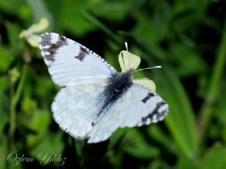 Da Oykls (Euchloe ausonia)