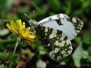 Da Oykls (Euchloe ausonia)