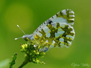 Da Oykls (Euchloe ausonia)