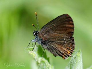 Byk Sevbeni (Satyrium ilicis)