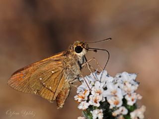 Beyaz illi Kara Zpzp (Pelopidas  thrax)