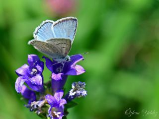 okgzl Dafnis (Polyommatus daphnis)