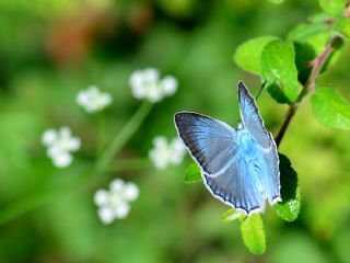 okgzl Dafnis (Polyommatus daphnis)