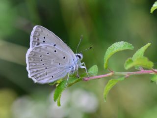 okgzl Dafnis (Polyommatus daphnis)
