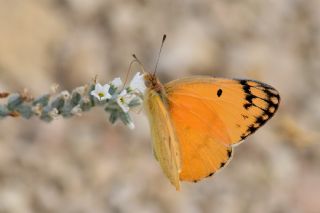 Mezopotamya Kolotisi (Colotis fausta)