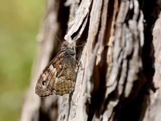Gney Kzlmelei (Hipparchia senthes)