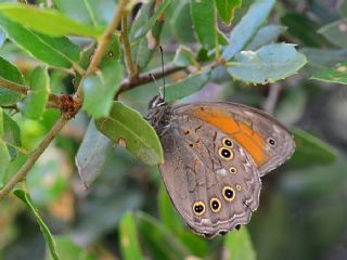 Aa Esmeri (Kirinia roxelana)