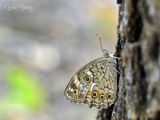 Aa Esmeri (Kirinia roxelana)