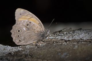 Aa Esmeri (Kirinia roxelana)