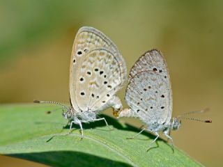 Karsandra (Zizeeria karsandra)