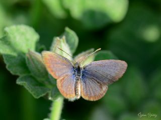 Karsandra (Zizeeria karsandra)